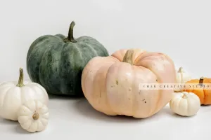 Fall Pumpkin on White Background 7. Digital Stock Image.