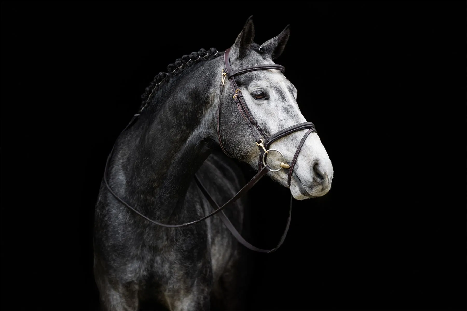 LeMieux Work Bridle