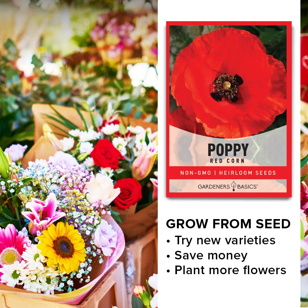 Red Corn Poppy Seeds