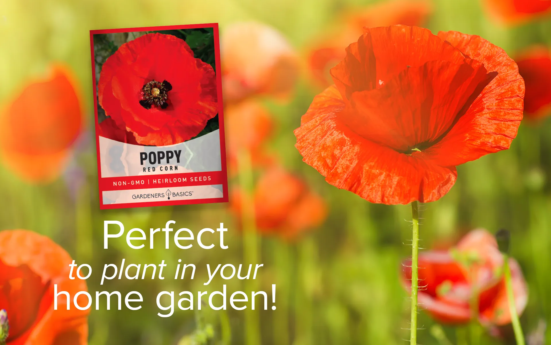 Red Corn Poppy Seeds