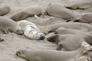 SALE - 137 Elephant Seals