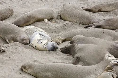 SALE - 137 Elephant Seals