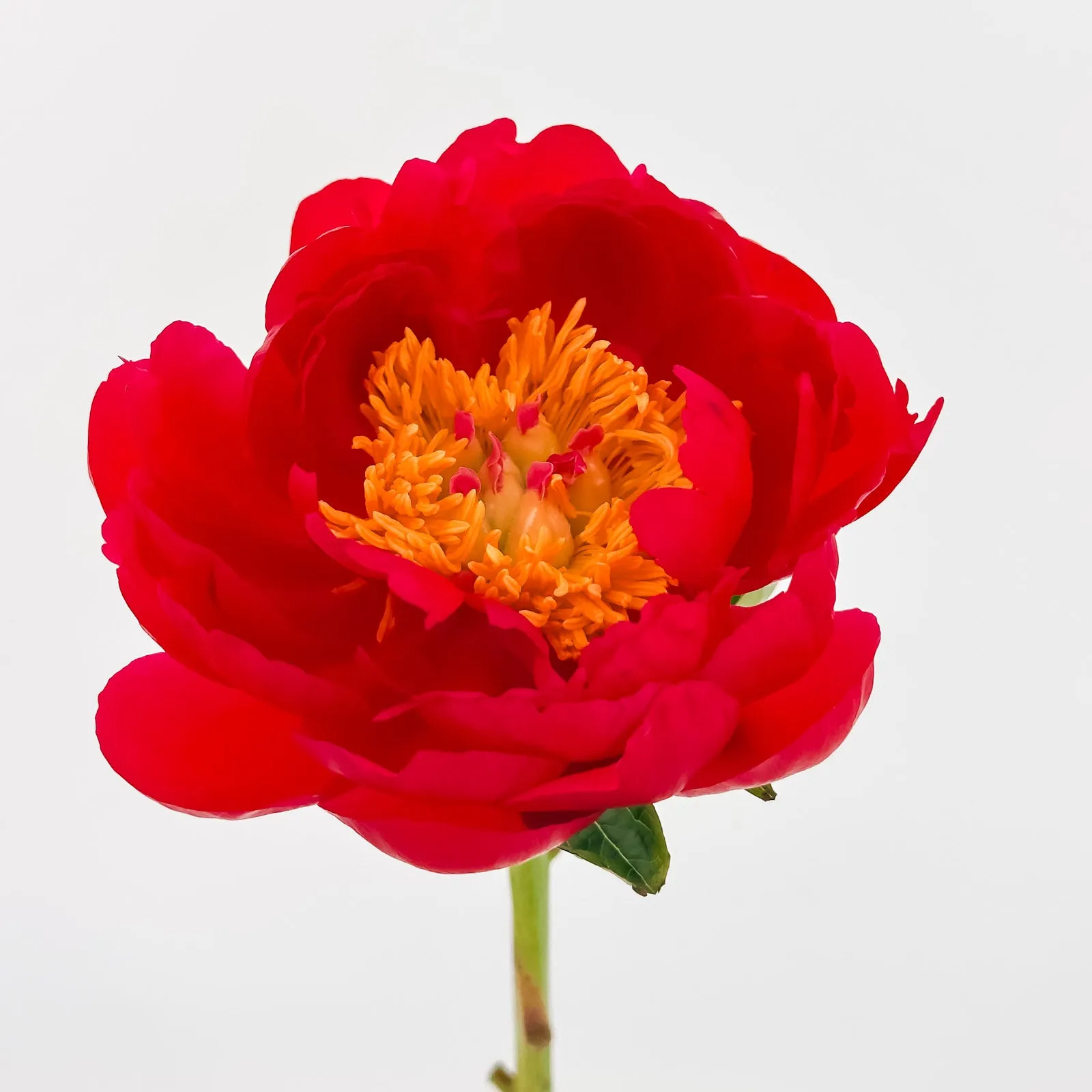 Scarlet Spring