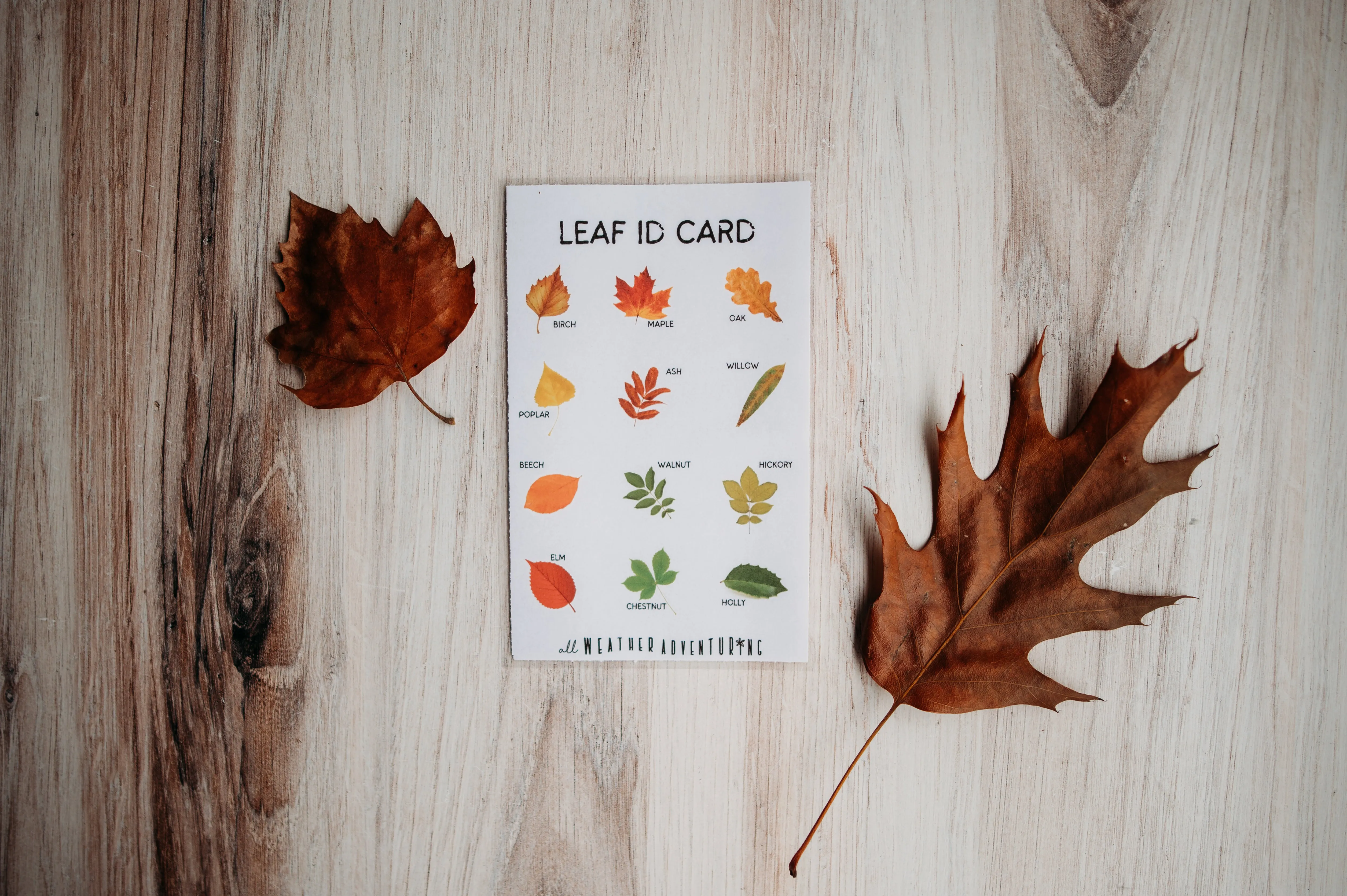 Seasonal Adventure Kits BUNDLE